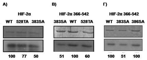 ότι στην περίπτωση της επώασης με CK1δ, τα επίπεδα φωσφορυλίωσης των HIF- 2αS383A και HIF-2αT528A μειώθηκαν κατά 50% και 23% αντίστοιχα σε σύγκριση με τα επίπεδα φωσφορυλίωσης του αγρίου τύπου HIF-2α.