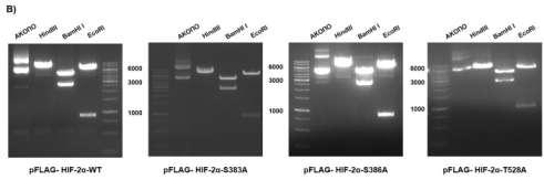 Εικόνα 52: Κλωνοποίηση των HIF-2α αγρίου τύπου (WT), HIF-2α-S383A, HIF-2α-S386A και HIF-2α-T528A στον πλασμιδιακό φόρεα pflag-cmv2 για έκφραση σε κύτταρα θηλαστικών.
