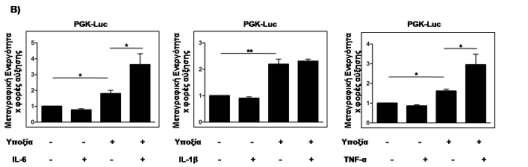 επωάστηκαν σε νορμοξία και υποξία (1% Ο 2 ) για 16 ώρες, απουσία ή παρουσία των παραγόντων φλεγμονής IL-6, IL-1β και TNF-α (10 ng/ml), έπειτα από διαμόλυνση με τα πλασμίδια αναφοράς pgl2-sod2-luc ή