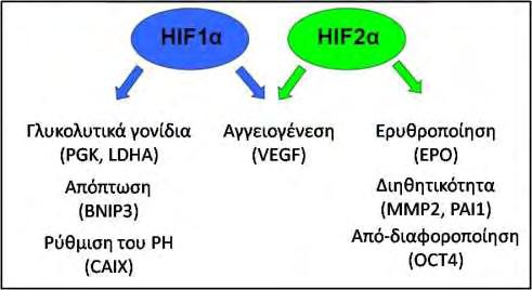 Διακρίνεται το διάχυτο πυρηνικό σήμα του HIF-1α (αριστερά) και η συσσώρευση του HIF-2α σε συγκεκριμένες πυρηνικές δομές (δεξιά) (Taylor et al., 2016).