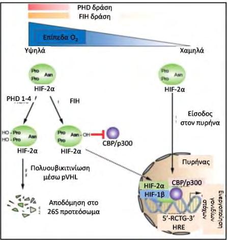 σύγκριση με τον HIF-1α, είναι η PHD1 και η PHD3 (Appelhoff et al.