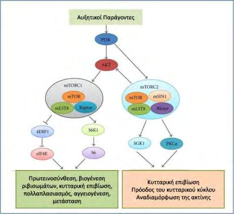 ραπαμυκίνη, αποτελείται από το mtor και την πρωτεΐνη Riptor (rapamycininsensitive companion of mtor) και αντίθετα από το mtorc1, ενεργοποιεί την AKT μέσω φωσφορυλίωσης (Gao et al., 2012) (Εικόνα 10).