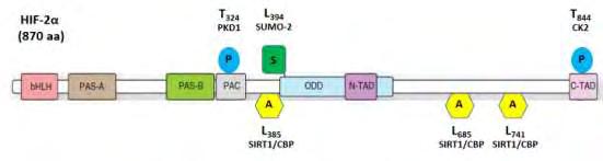 Εικόνα 11: Σχηματική απεικόνιση των μετά-μεταφραστικών τροποποιήσεων του HIF-2α. Η πρωτεϊνική σταθερότητα και η μεταγραφική ενεργότητα των HIF-2α ρυθμίζεται από πολλές μετάμεταφραστικές τροποποιήσεις.