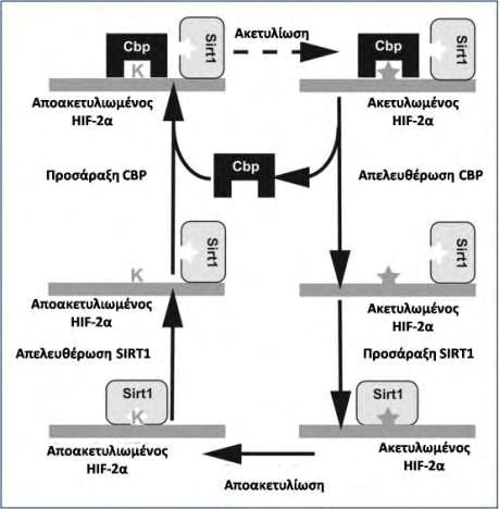 μεταξύ CBP/HIF-2α, εκτός της καλά χαρακτηρισμένης ρύθμισης στο καρβοξυτελικό άκρο του HIF-2α (Chen et al., 2012). Εικόνα 12: Ρύθμιση του HIF-2α μέσω Sirt1/CBP.