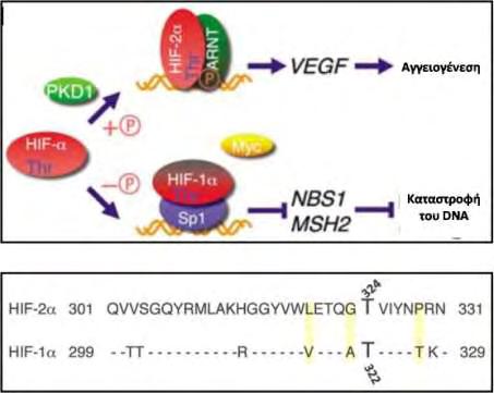 Εικόνα 13: Δομικό και λειτουργικό μοντέλο της φωσφορυλίωσης του HIF-2α από την PDK1. Ο HIF-2α φωσφορυλιώνεται από την PDK1 στην θρεονίνη 324.
