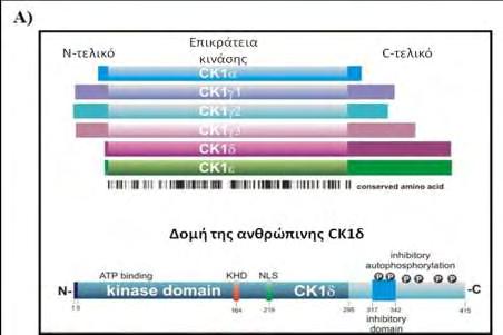 Εικόνα 14: (Α) Σχηματική απεικόνιση των ισομορφών των κινασών CK1 που εκφράζονται στα θηλαστικά και της δομής της ισομορφής CK1δ.