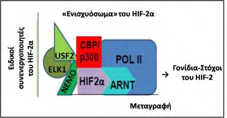 ανήκουν μια μεγάλη ποικιλία από ενδοκυττάριες πρωτεΐνες όπως ένζυμα, μεταγραφικοί παράγοντες, ογκογονίδια ιικής προέλευσης, πρωτεΐνες του κυτταροσκελετού μέχρι μεμβρανοσύνδετες πρωτεΐνες και