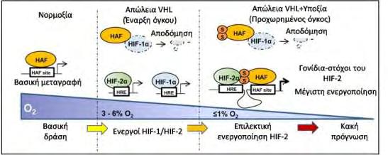 1α στον οποίο προσδένεται οδηγώντας τον σε αποδόμηση, προωθώντας την μέγιστη ενεργοποίηση των γονιδίων στόχων του HIF-2 (Koh et al., 2015) (Εικόνα 16).