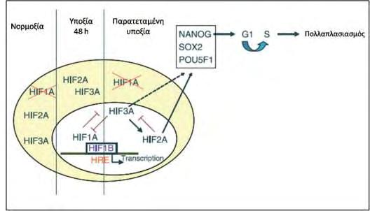 Εικόνα 18: Επίδραση του HIF-2α στον πολλαπλασιασμό ανθρώπινων εμβρυικών βλαστοκυττάρων (hes) σε συνθήκες παρατεταμένης υποξίας, μέσω επαγωγής της έκφρασης γονιδίων που εμπλέκονται στην