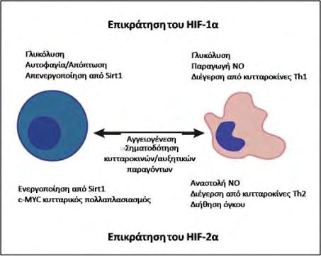 προλίνη που υδροξυλιώνεται από τις PHDs και έχουν ως αποτέλεσμα να εμποδίζεται η υδροξυλίωση του HIF-2α και η σύνδεση με τον VHL και να μειώνεται η αποικοδόμηση του.