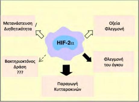 σχετίζονται με τον όγκο (Tumor Associated Macrophages, TAMs) και σε Τ κύτταρα CD8+, όπου η έκφρασή του επηρεάζεται από την παρουσία κυτταροκινών (Talks et al., 2000, Doedens et al., 2013).