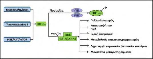 Εικόνα 27: Ρόλος του HIF-2α στην αντοχή στη θεραπεία.