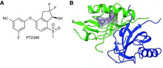 Εικόνα 28: Η πρόσδεση του PT2385 στην επικράτεια PAS-B του HIF-2α διασπά το ετεροδιμερές σύμπλοκο HIF-2α/ARNT. (A) Χημική δομή του αναστολέα PT2385.
