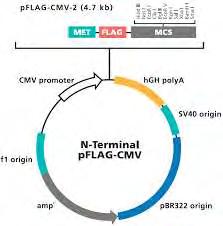Εικόνα 29: Ο πλασμιδιακός φορέας κλωνοποίησης pbluescript II KS+ pflag-cmv TM -2 (Sigma) Πλασμιδιακός φορέας που φέρει τον υποκινητή του κυτταρομεγαλοϊού CMV, παρέχοντας τη δυνατότητα να