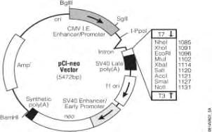 Εικόνα 32: Ο πλασμιδιακός φορέας κλωνοποίησης pgl3-basic pci-renilla (Promega) Όταν εισάγεται στα κύτταρα οδηγεί σε συνεχή έκφραση της λουσιφεράσης της Renilla και χρησιμοποιείται ως μάρτυρας για τον