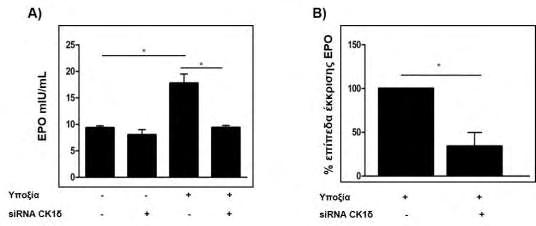 Huh7 HepG2 Εικόνα 40: Επίδραση της αποσιώπησης της έκφρασης της CK1δ µε sirna στην έκκριση ερυθροποιητίνης (EPO).