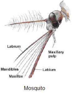 Νύσσων-μυζητικός τύπος Κουνούπια (Diptera) Labrum: μακρύ, μαζί με