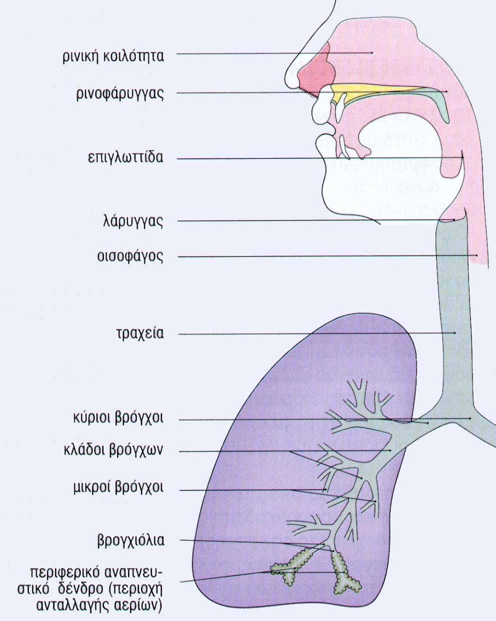 Απάντηση Ταξινομήστε τα ακόλουθα στοιχεία της αναπνευστικής οδού ακολουθώντας της πορεία του αέρα από το ανώτερο προς το κατώτερο