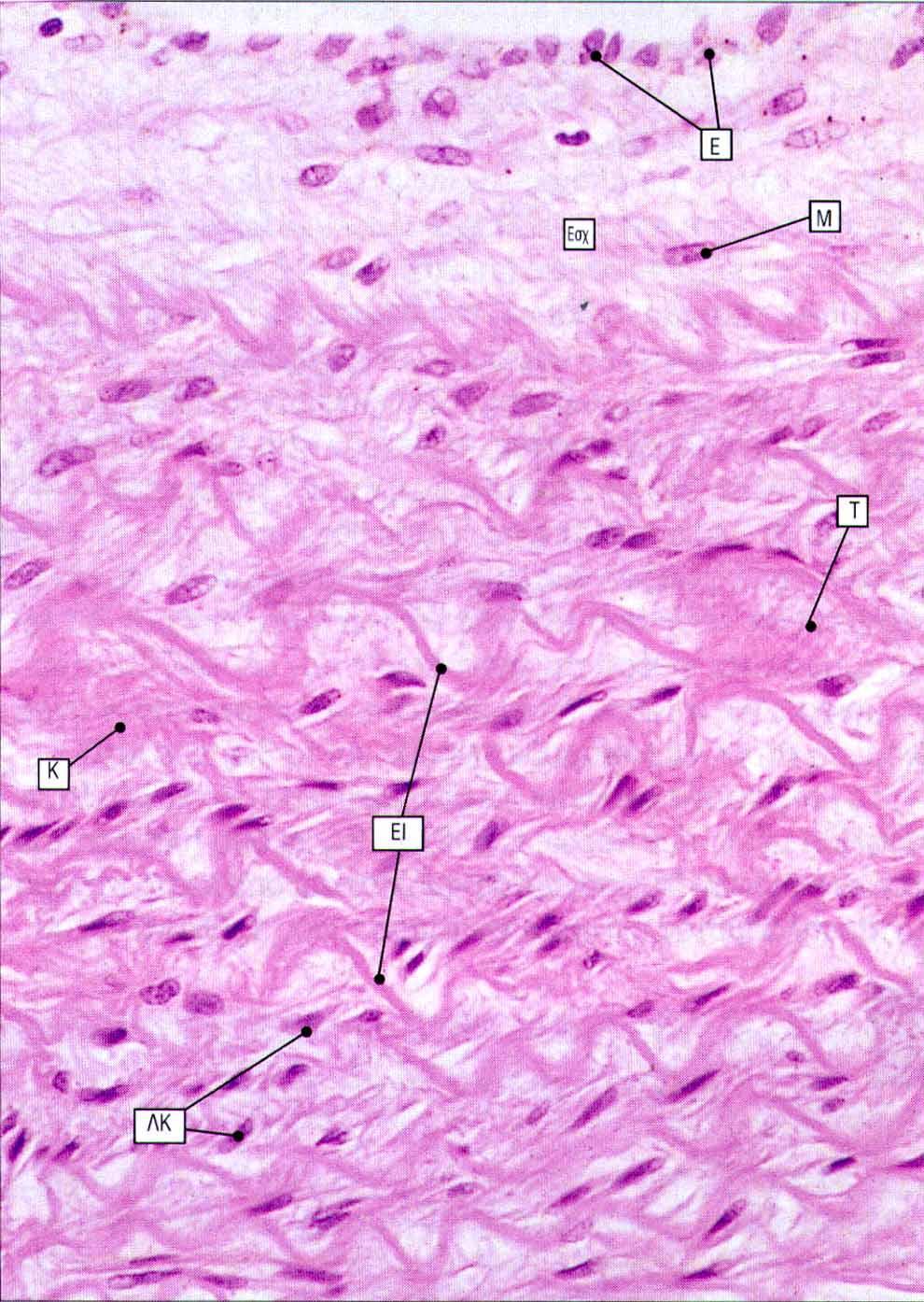ΠΝΕΥΜΟΝΙΚΗ ΑΡΤΗΡΙΑ (εγγύς τμήμα: ελαστικού τύπου) E: ενδοθήλιο Εσχ: έσω χιτώνας Μ: μυοïνοβλάστες Μέσο