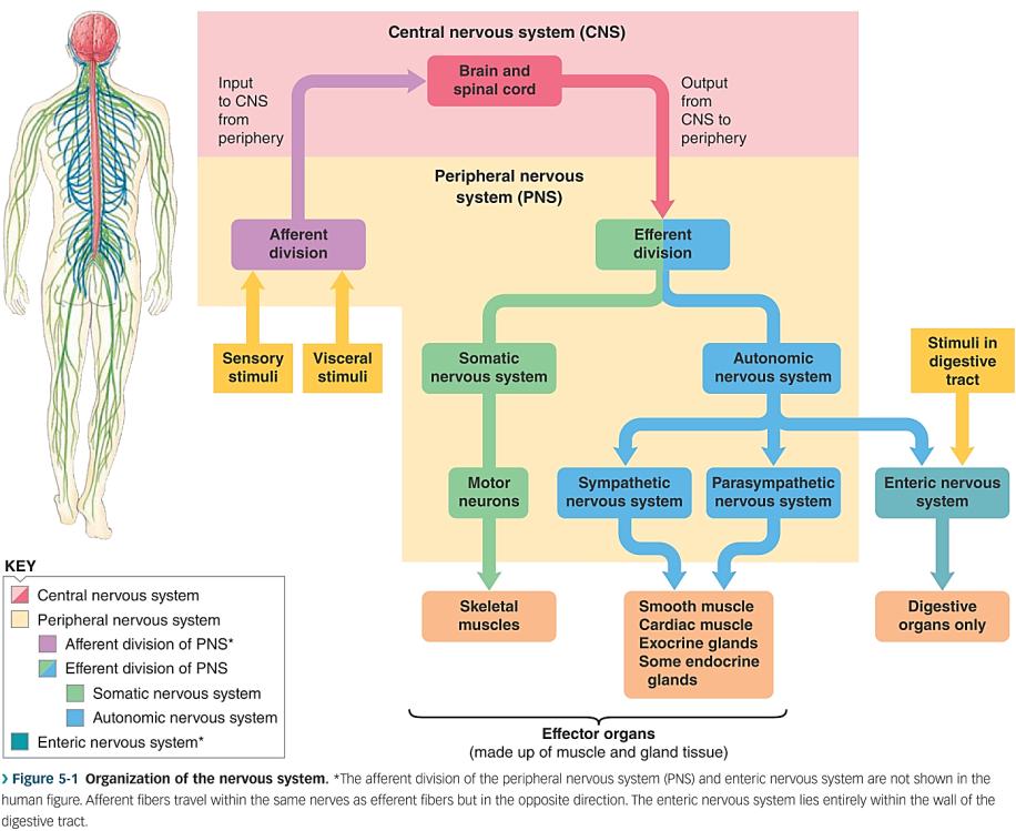Автономен нервен систем (АНС) контрола на срцевиот, мазните мускули, повеќето егзокрини и некои ендокрини жлезди и масното тк.
