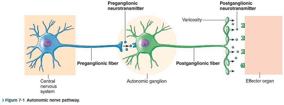 (Recall that a ganglion is a cluster of