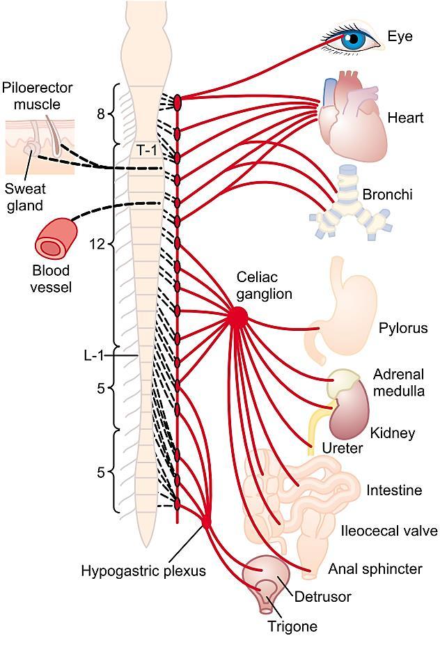 Физиолошка анатомија на симпатичкиот нервен систем (симпатикус) Два паравертебрални симпатички синџири од ганглии (sympathetic trunk) и периферни ганглии Нерви од ганглиите до внатрешните органи