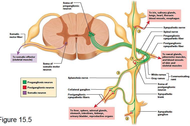 Симпатички нервни влакна во спиналните нерви (8% од влакната во нервот) Сива гранка од