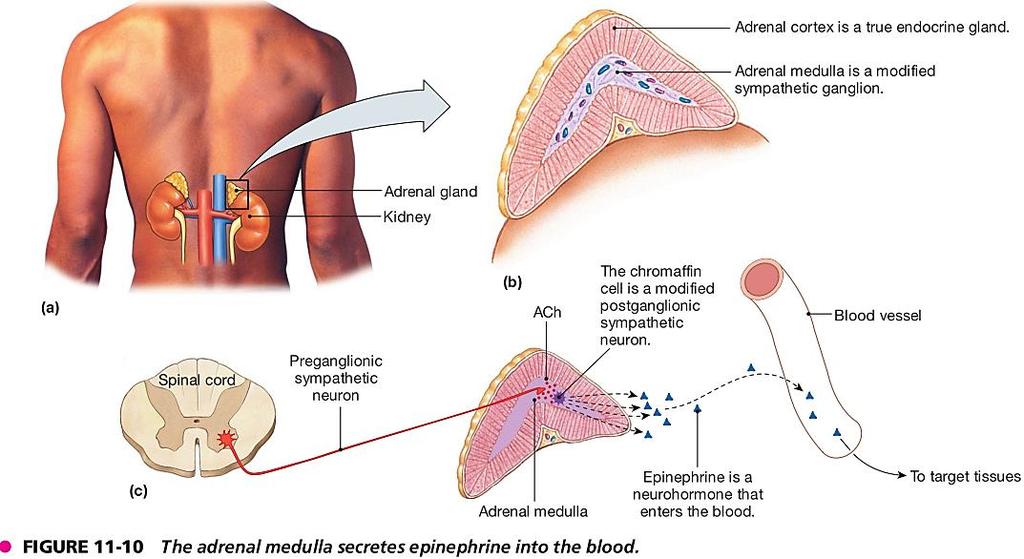 Физиолошка анатомија на парасимпатичкиот нервен с-тем (парасимпатикус) Парасимпатички