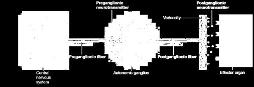 Генерално, сите нервни завршетоци на парасимпатичкиот систем лачат ацетилхолин (холинергични), а повеќето симпатички завршетоци лачат норадреналин (адренергични); други трансмитери Само два