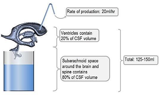 Константен притисок на CSF Создавање, проток и апсорпција на CSF Дневна продукција 500 ml секреција од хороидните плексуси во четирите комори (+ епендималните површини на коморите + арахноидните