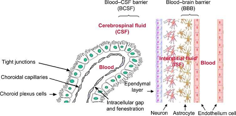 Бариера помеѓу крвта и CSF = крвно-csf бариера (овозможена од хородидниот плексус односно арахноидеата) Бариера помеѓу крвта и интерстициелната течност во мозокот =