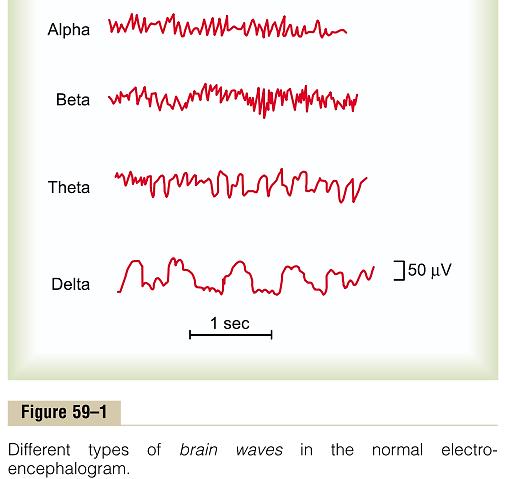 Неправилност на брановите (без специфична шема) Типови на мозочни бранови во нормален електроенцефелограм Алфа 8-13 Hz; будна, нормална состојба; исчезнуваат за време на длабок сон; индуцирани од