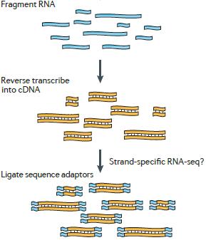 TRANSCRIPTOMICS (GENE EXPRESSION STUDIES) B.
