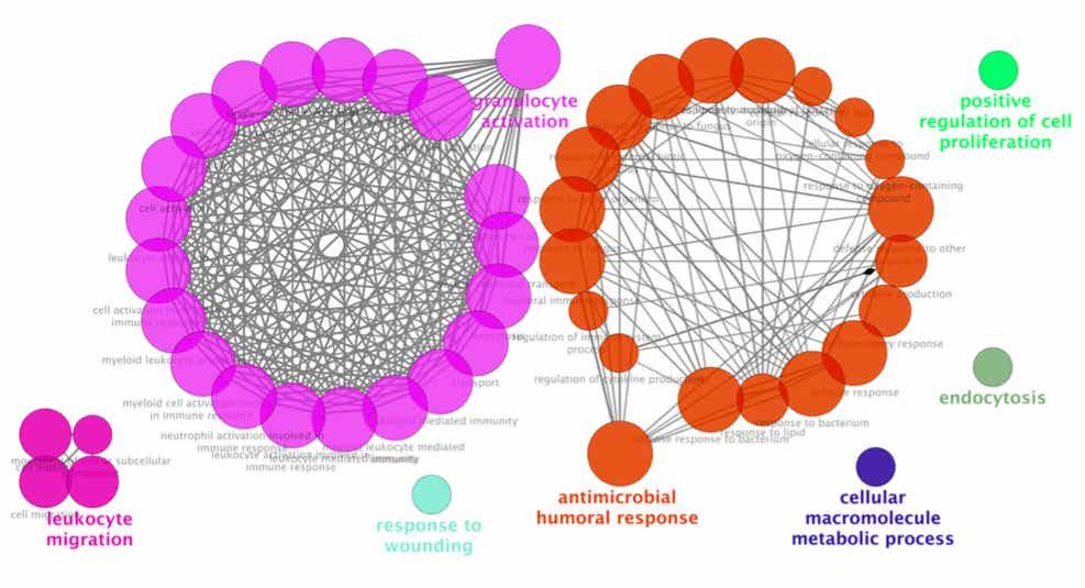 RNA-Sequencing ΣΕ ΟΛΙΚΟ ΑΙΜΑ ΑΣΘΕΝΩΝ Τα ΔΕΓ στο αίμα ασθενών με νεφρίτιδα λύκου (vs ενεργό ΣΕΛ χωρίς LN) είναι