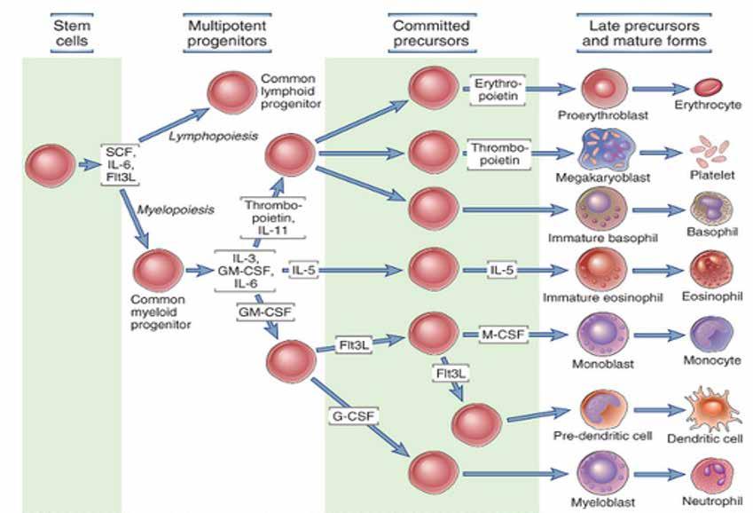 ΟΥΔΕΤΕΡΟΦΙΛΑ Cellular and Molecular Immunology.