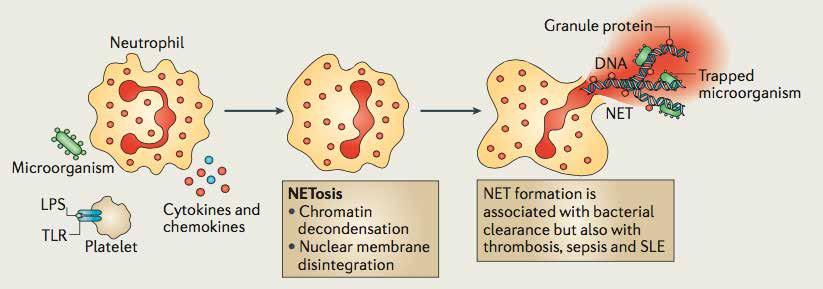 NEUTROPHIL EXTRACELLULAR TRAPS (NETs) Ινίδια χρωματίνης διακοσμημένα με πρωτεΐνες που απελευθερώνονται από τα κοκκία των