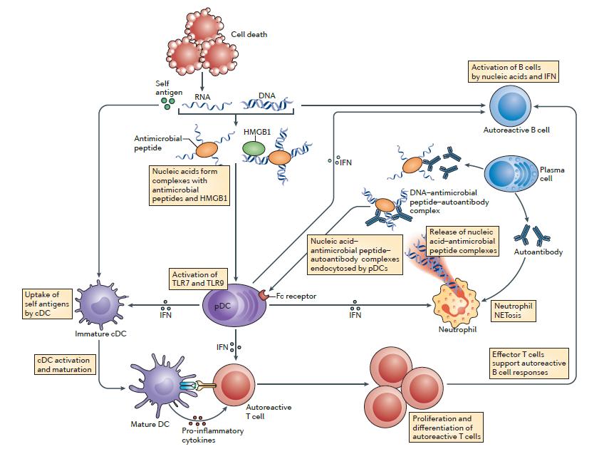 cells Ganguly et al.