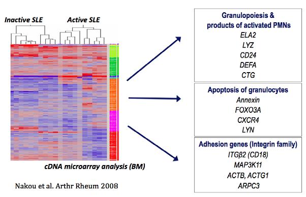 MICROARRAYS ΣΕ ΠΕΡΙΦΕΡΙΚΟ ΑΙΜΑ ΚΑΙ ΜΥΕΛΟ ΤΩΝ ΟΣΤΩΝ Οι
