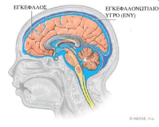 Παράρτημα I Έντυπο ενημέρωσης και συγκατάθεσης των συμμετεχόντων στη μελέτη Α ΩΡΛ ΚΛΙΝΙΚΗ ΑΠΘ 
