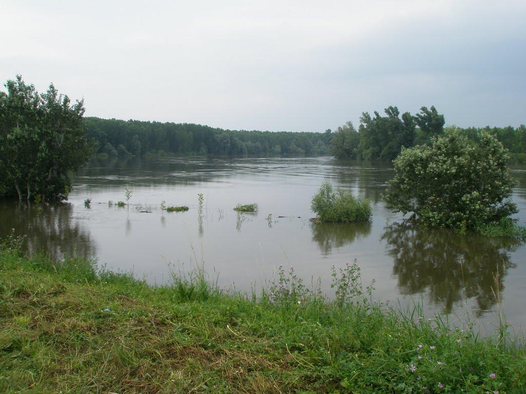 Слика 4. Тиса код Бачког Петровог села (http://www.panoramio.com/) У Србији Тиса прима 6 притока: четири са десне стране Кереш (76 km), Чик (97 km), Јегричку (65.