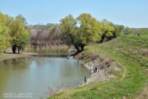 Пре регулације корита Криваја је била прекривена барама и мочварама, обраслим ситом, трском и другом ритском и барском вегетацијом.