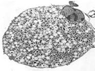 Είσοδος στα κύτταρα Εξαρτάται από το είδος της LPS (S ή R) Ρυθμιστικός μηχανισμός BvrR/BvrS Ελέγχει την έκφραση πρωτεϊνών στην εξωτερική μεμβράνη που διευκολύνουν τη φαγοκυττάρωση Κάποιες βρουκέλλες