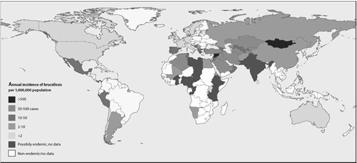 ΒΡΟΥΚΕΛΛΩΣΗ: ΕΠΙΔΗΜΙΟΛΟΓΙΑ Η παγκόσμια επίπτωση της βρουκέλλωσης στον άνθρωπο Ariza J, et al. PLoS Medicine 2007;4(12):e317 Επιδημιολογικά δεδομένα Παγκοσμίως 500.