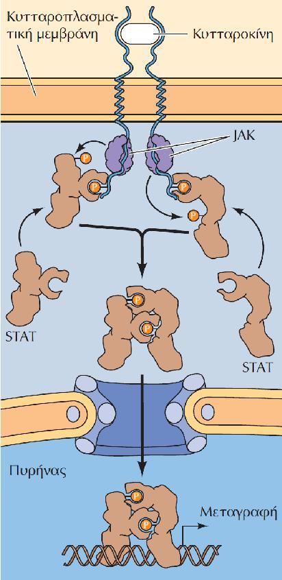 Το μονοπάτι JAK/STAT Οι πρωτεΐνες STAT είναι μεταγραφικοί παράγοντες που διαθέτουν επικράτειες SH2, μέσω των οποίων οι STAT δεσμεύονται σε θέσεις πρόσδεσης που περιέχουν φωσφοτυροσίνη.
