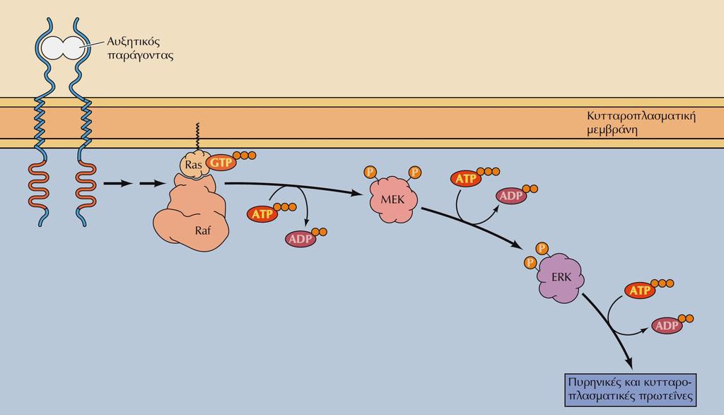 Το μονοπάτι της κινάσης MAP- ERK Η διέγερση υποδοχέων αυξητικών παραγόντων οδηγεί στην ενεργοποίηση της μικρής πρωτεΐνης που δεσμεύει GTP Ras, η οποία αλληλεπιδρά με την πρωτεϊνική κινάση Raf.