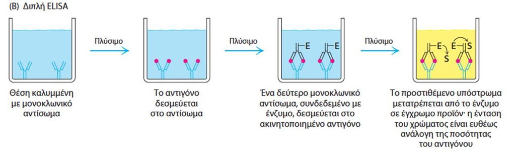 Οι πρωτεΐνες μπορούν να ανιχνεύονται και να ποσοτικοποιούνται με τη χρήση της ενζυμοσύνδετης ανοσοπροσροφητικής μέτρησης (ELISA) Υπάρχουν αρκετοί διαφορετικοί τύποι ELISA.