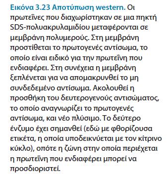 Η ανοσοαποτύπωση επιτρέπει την ανίχνευση πρωτεϊνών που έχουν διαχωριστεί με ηλεκτροφόρηση σε πηκτή Πολύ μικρές ποσότητες μιας πρωτεΐνης που μας ενδιαφέρει σε ένα κύτταρο ή