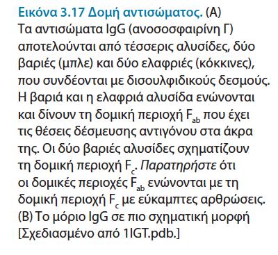 Μπορούν να παραχθούν ειδικά αντισώματα για συγκεκριμένες πρωτεΐνες Αντίσωµα (ή ανοσοσφαιρίνη, immunoglobulin = Ig): είναι µια πρωτεΐνη που συντίθεται από τα σπονδυλωτά ως απόκριση στην παρουσία µιας