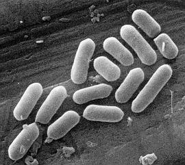 ΦΥΣΙΚΟΙ ΠΑΡΑΓΟΝΤΕΣ - Τα μικρόβια είναι ευπαθή στις αλλαγές του περιβάλλοντος - Ποικίλα είδη αναπτύσσονται σε