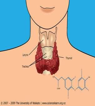 Θυρεοειδική δυσλειτουργία: Μιά πρακτική προσέγγιση Θυρεοειδής αδένας Θυρεοειδικές ορμόνες Ρύθμιση θυρεοειδικής λειτουργίας Θυρεοειδική νόσος στα βρέφη,